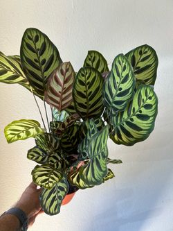 Calathea Ornata Prayer Plant