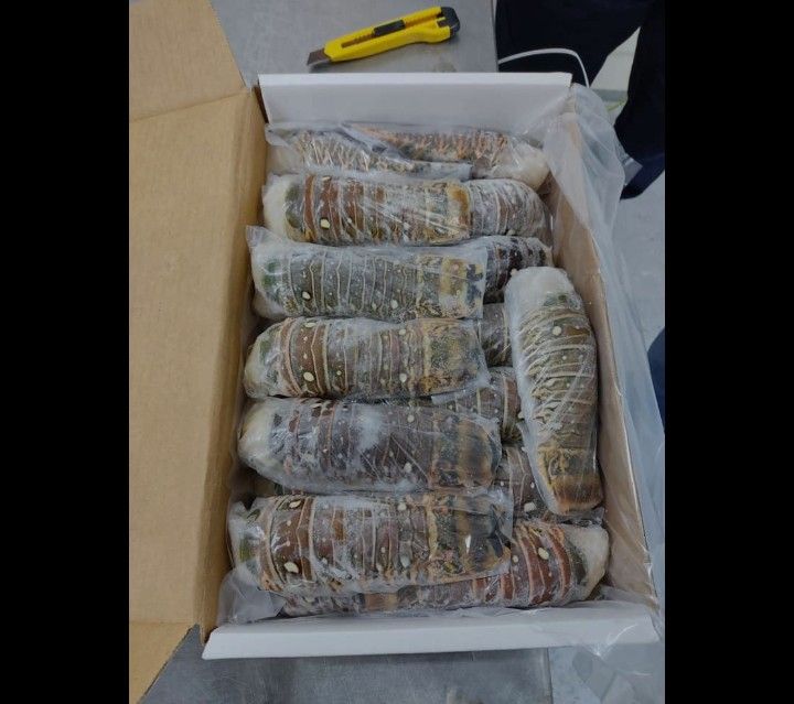 Fresh Frozen Raw Lobster Tails 