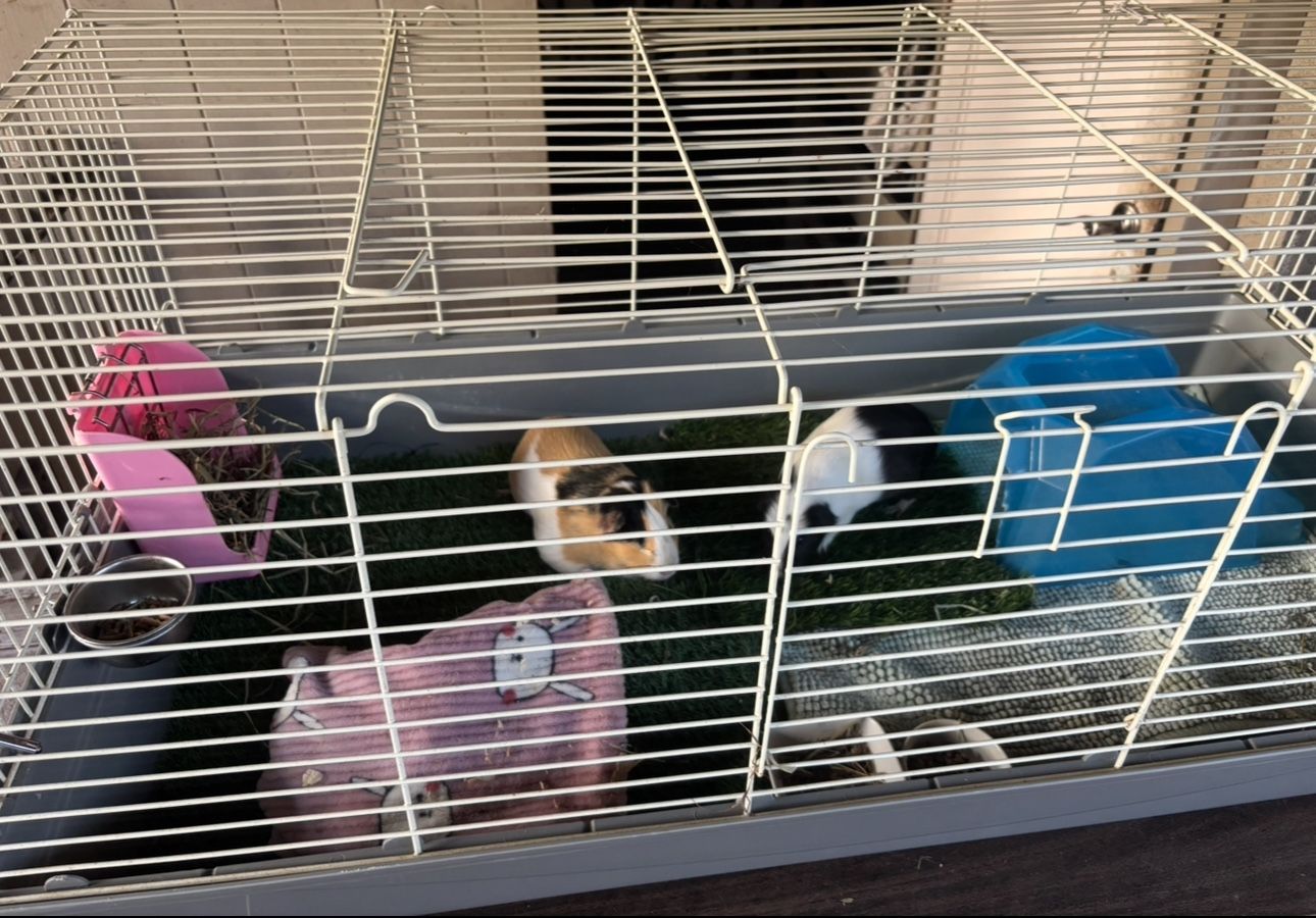 Large Cage