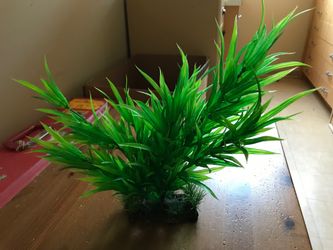 Fish tank Plant