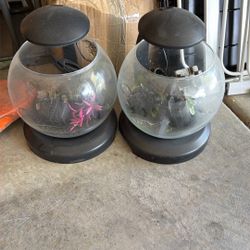 Beta Fish bowls 