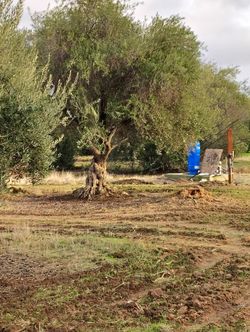 Olive Tree