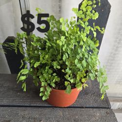 Maiden Hair Fern/Helecho 