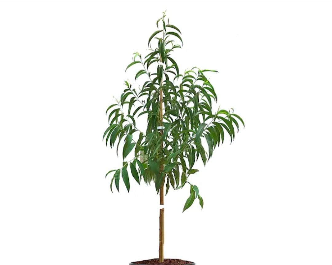 Nectarine tree 5ft in 15 gallon pottery