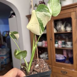 Monstera Thai Constellation “2in”pot