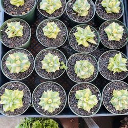 Agave variegated isthmensis'Hoi Raiz'imported Each $20