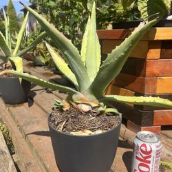 Agave Plants