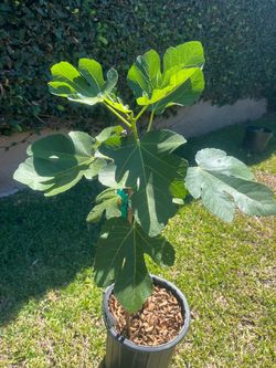 Adriatic fig plant tree for sale