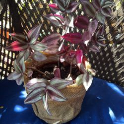 Tradescantia Plant 