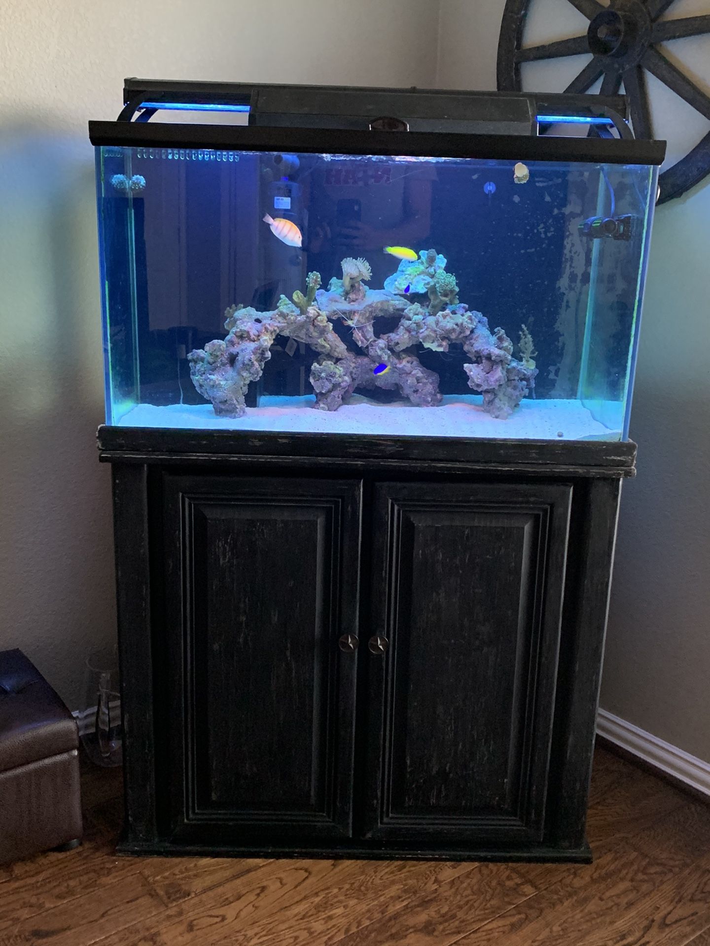 54 Gallon Reef Tank for Sale in Sachse, TX OfferUp