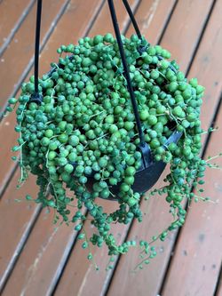 String of pearls in 6” pot