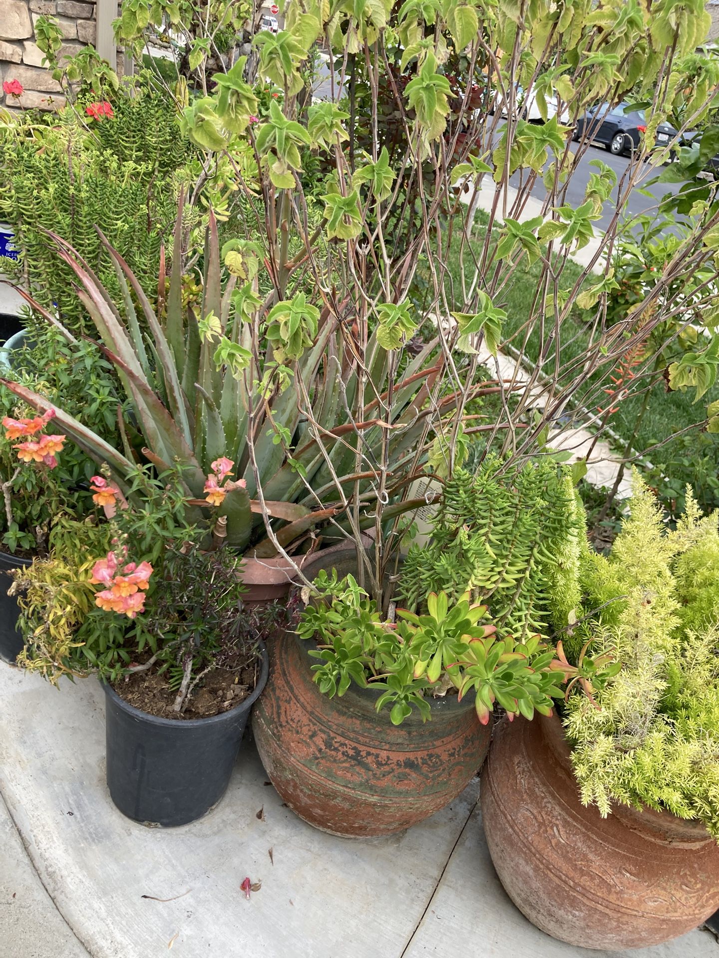 Flower Pots And Succulents