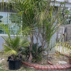 Palm Trees For Sale