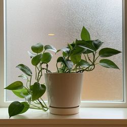 Pothos/Devil’s Ivy With The Pot