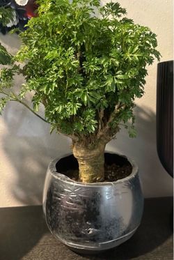 Potted Ming Aralia Stump