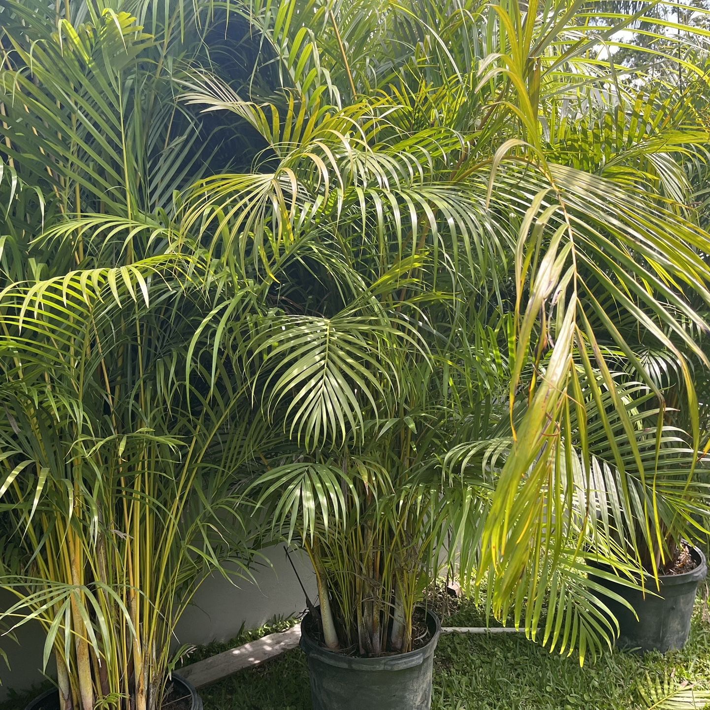 Areca Palms 