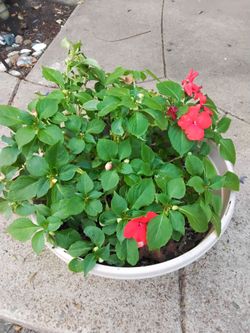 Red Impatiens Plant in White Pot