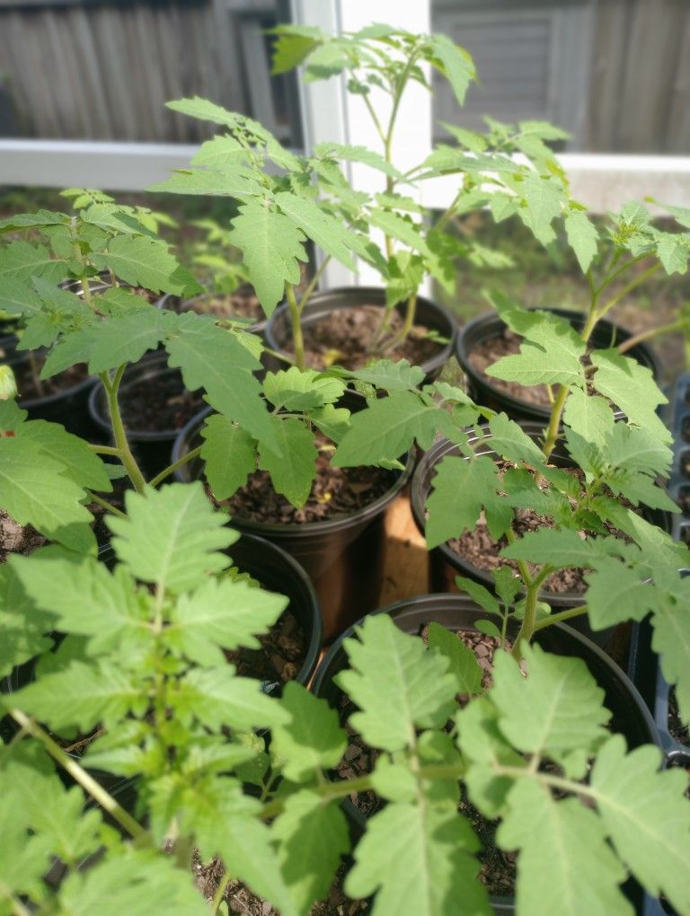 Everglades Tomato 6-inch Pot
