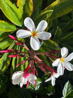 Plumeria only one branch left for.  10
