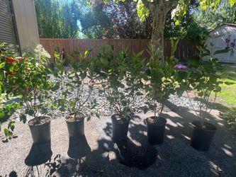 Miss Kim Dwarf Lilac Shrub
