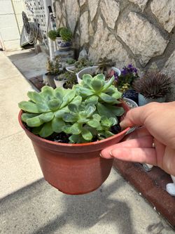 Echeveria elegans/  Mexican snow ball succulent