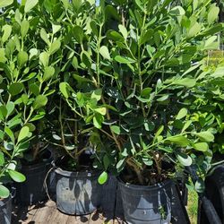 Beautiful Clusias About 5-6  Feet Tall Instant Privacy Plants Green Fencing Privacy Hedges 