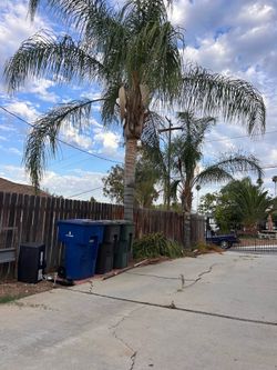 Palm trees