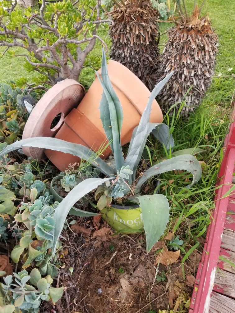 Potted Large Maguey Plant