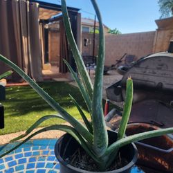 Aloe Plant 
