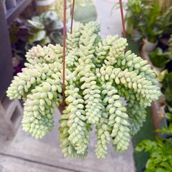 Plants (6”pot🌿Donkey tail )