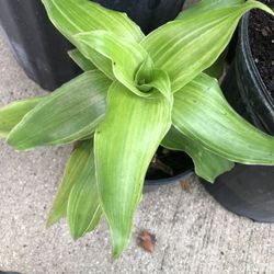 Callisia Fragrans Aka Basket Plant