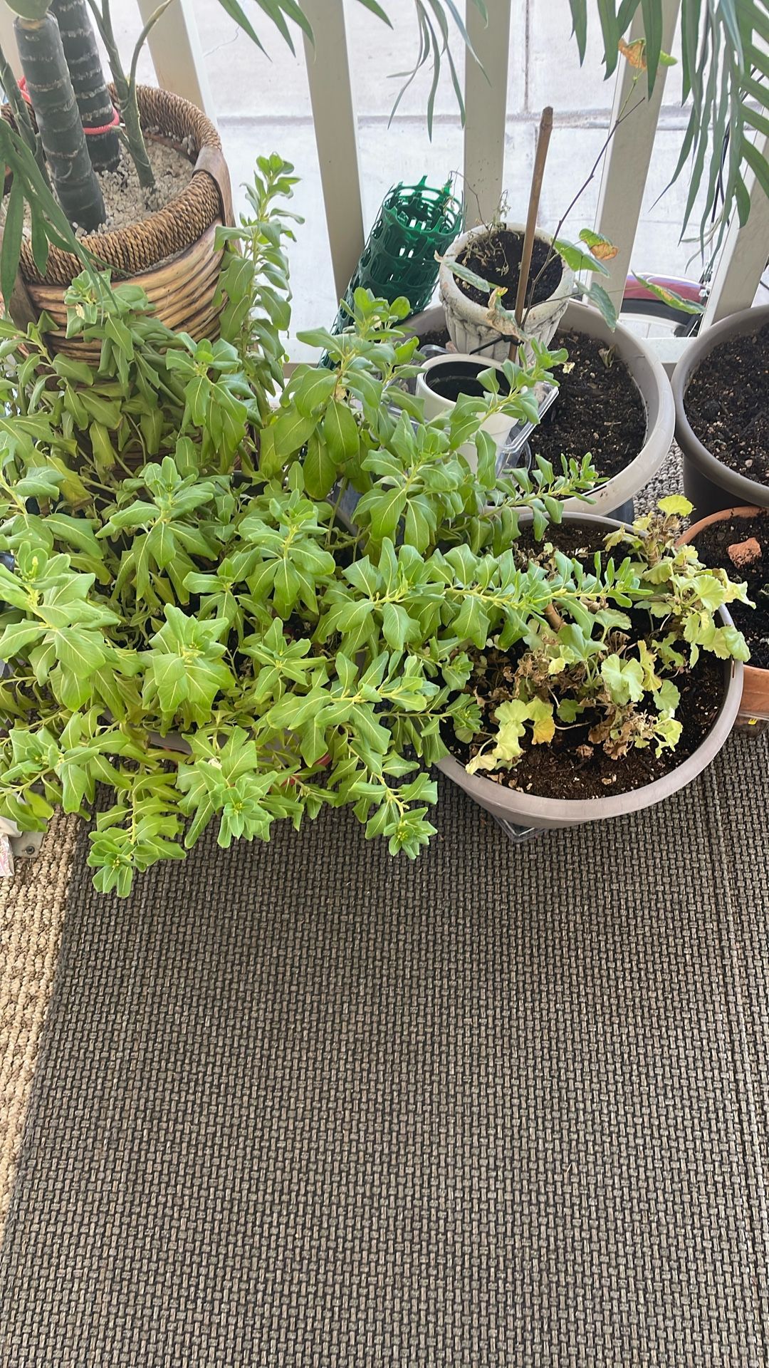 Small Pot Plants 🪴 Plus 4 Empty Pots With Soil