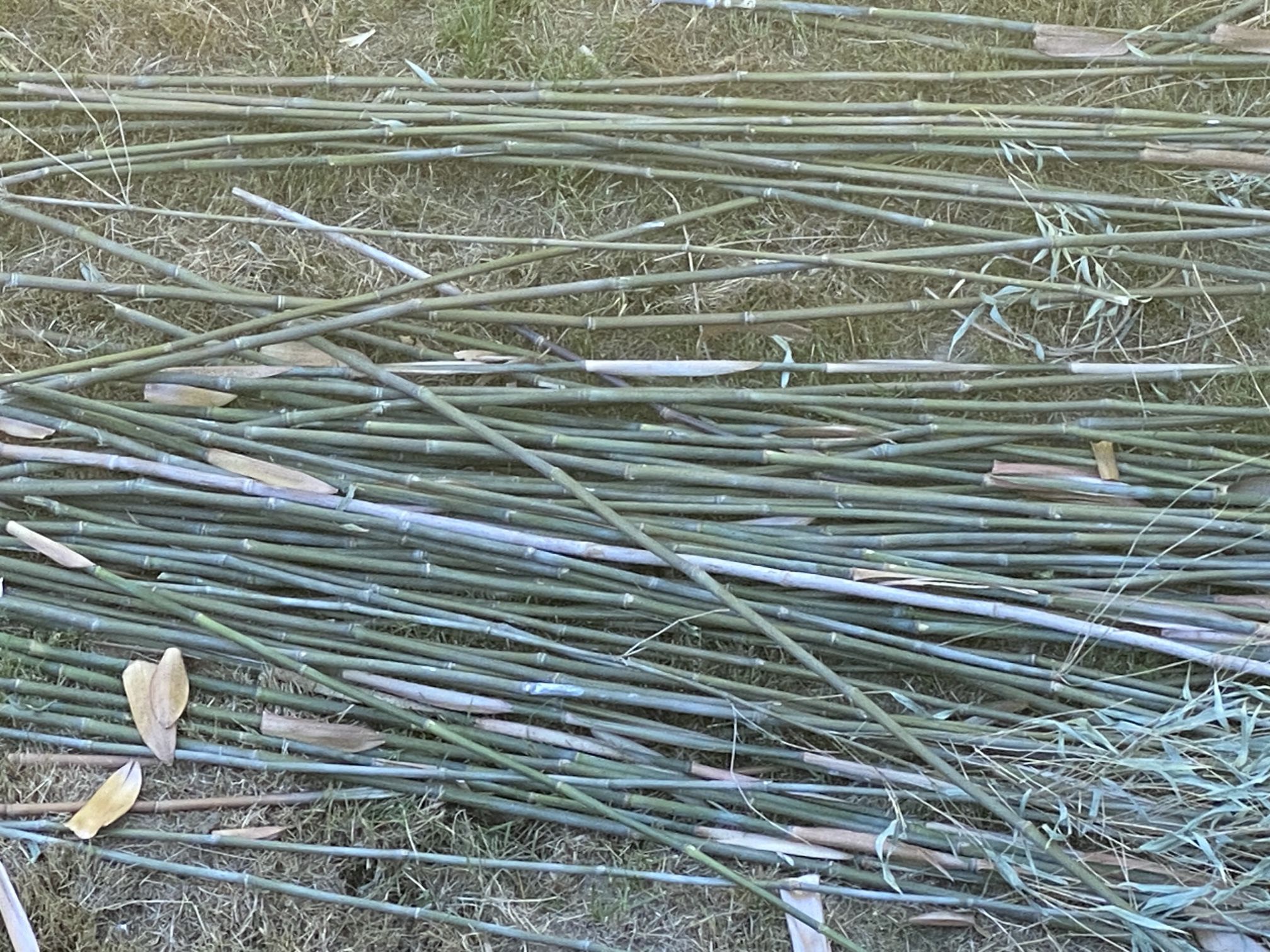 Bamboo stakes for plants and gardens