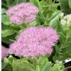 1 Galon Beautiful plant (Gloria's Sedum)