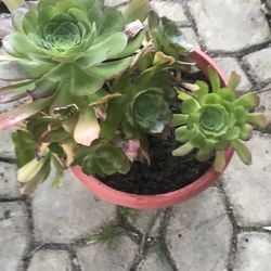 Succulents