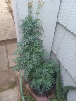 Rue  Ruda Plant in Pot