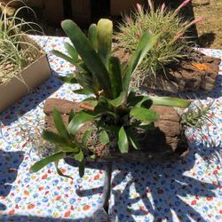 Bromeliad Driftwood Arrangement 
