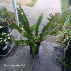 Boston Fern plant