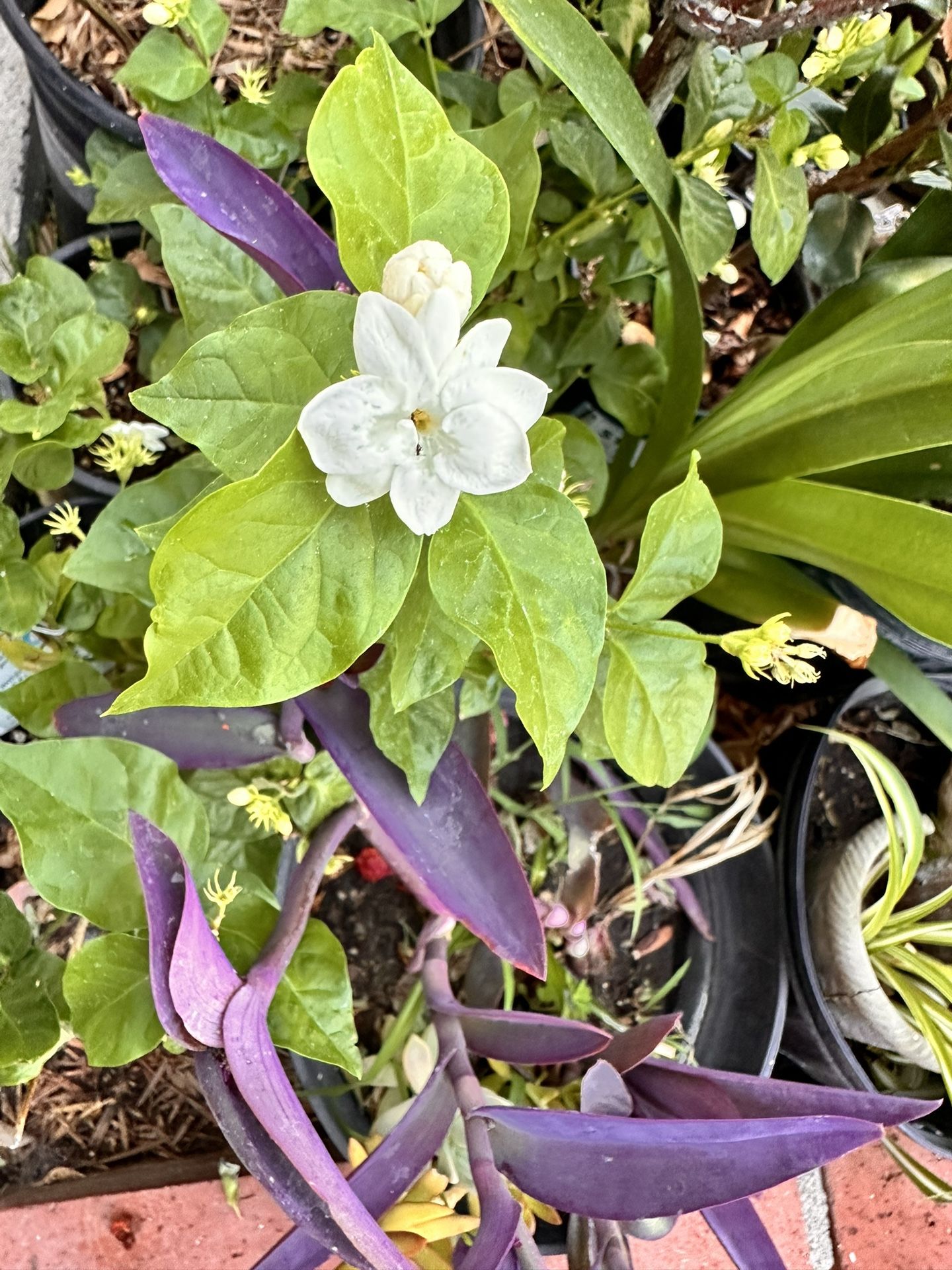 Arabian Jasmine Plant