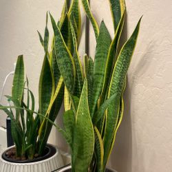 Snake  Plant In Leca 