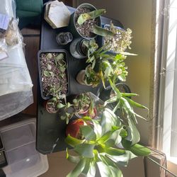 Plants And Pots And Supplies! 