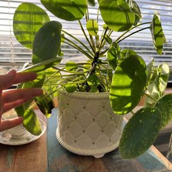 Pilea Plant 🪴 