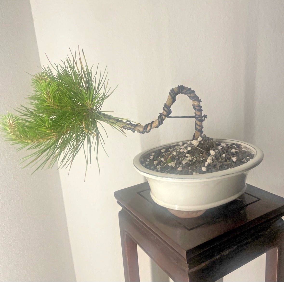 Japanese Black Pine Bonsai