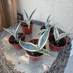 Agave Americana “marginata” 