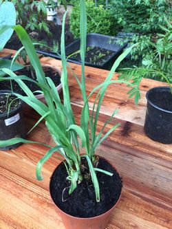 Lemongrass plant