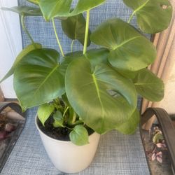 Monstera Plantin Nice Pot