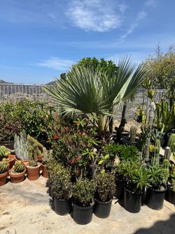 Wide variety of cactus and succulents plants