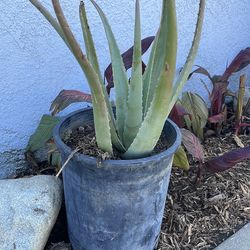 Aloe Vera plant $8