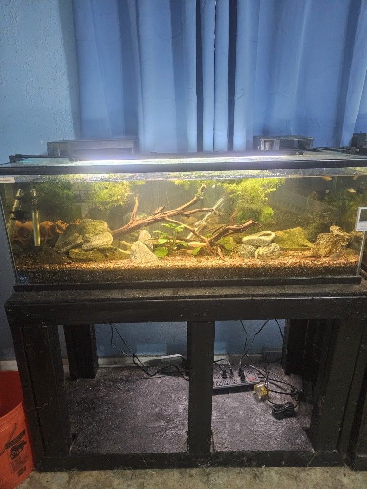60 Gallon Aquarium