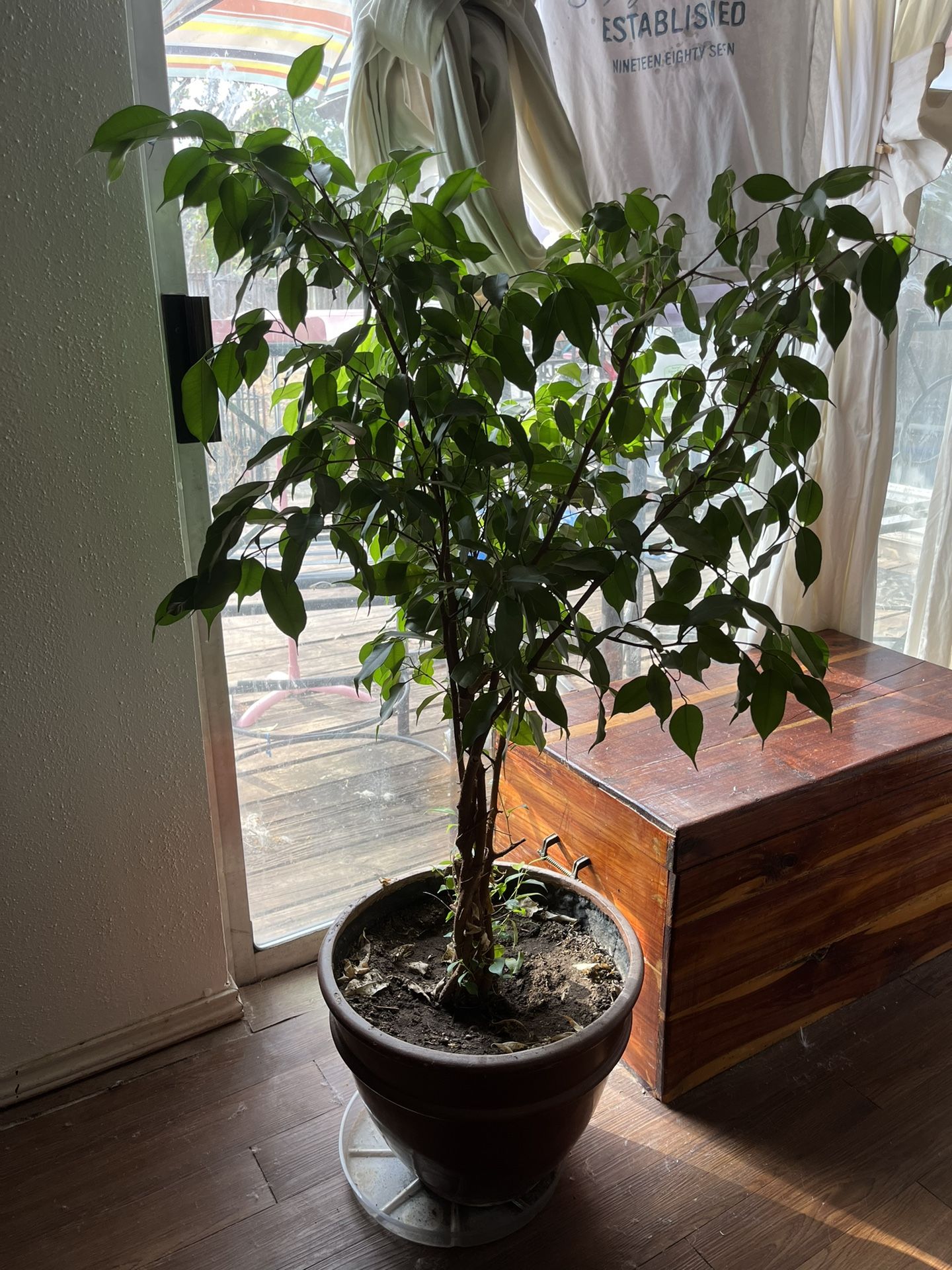 4ft Ficus Tree